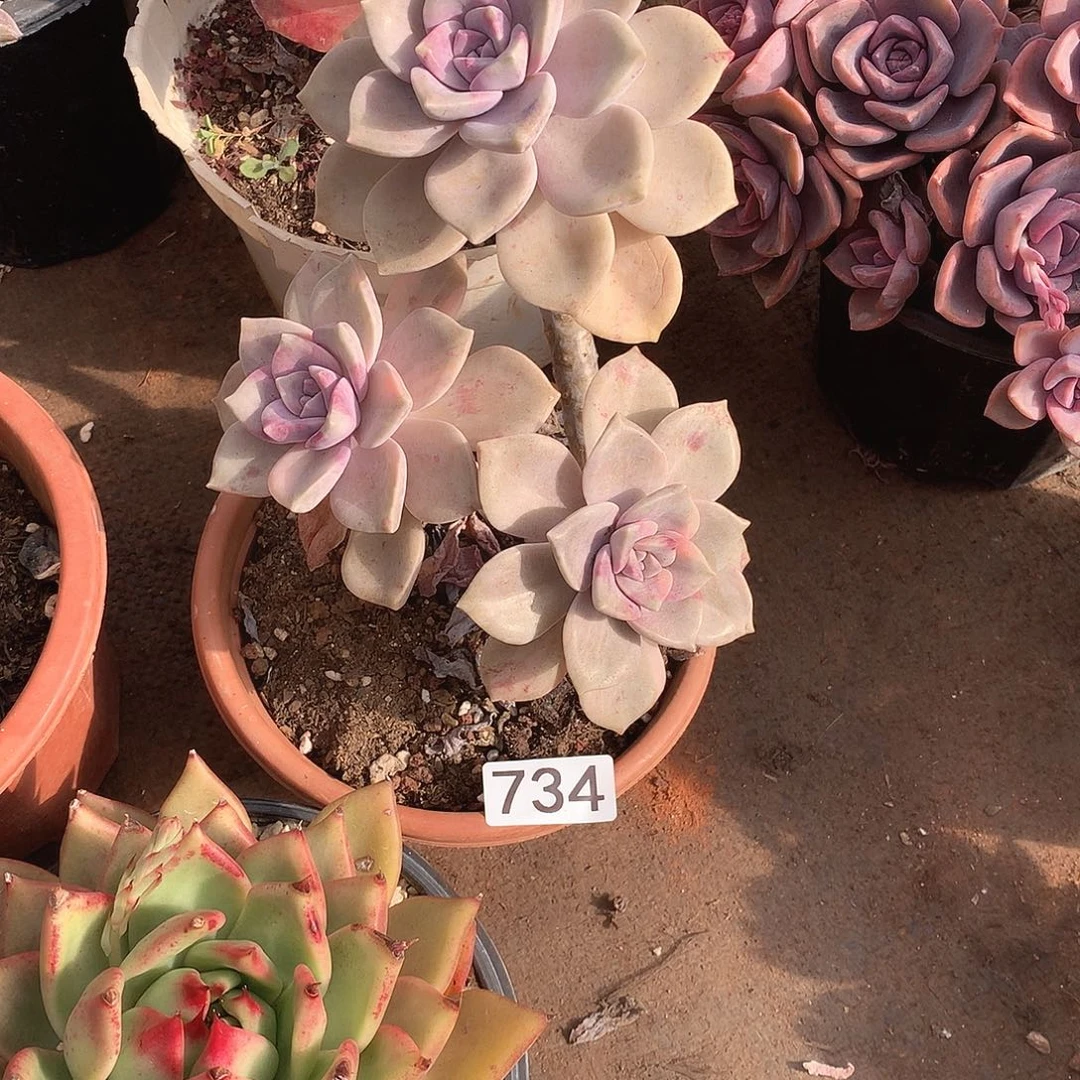 734紫乐 一物一拍多肉