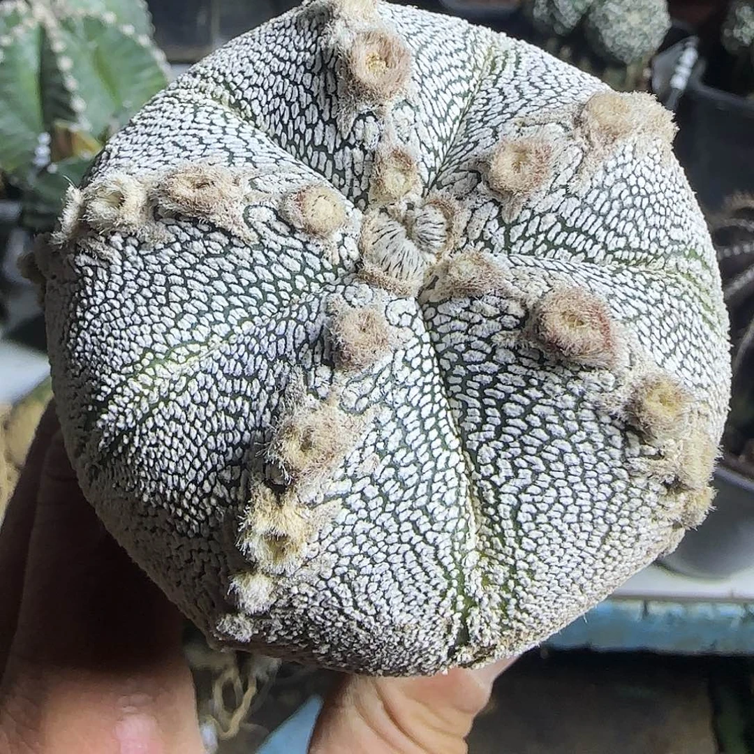 圆恩冢480仙人球开花