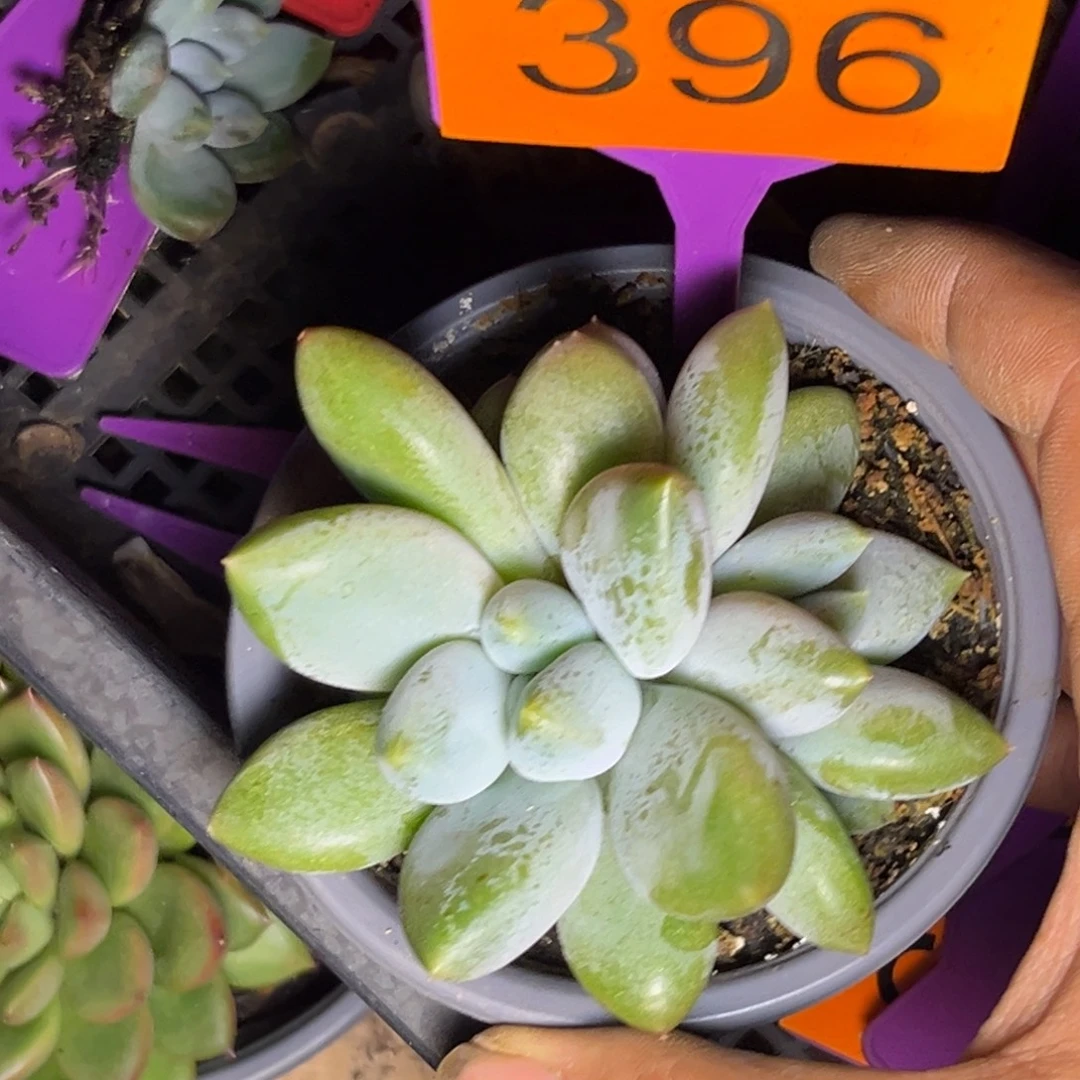多肉植物396哥特群