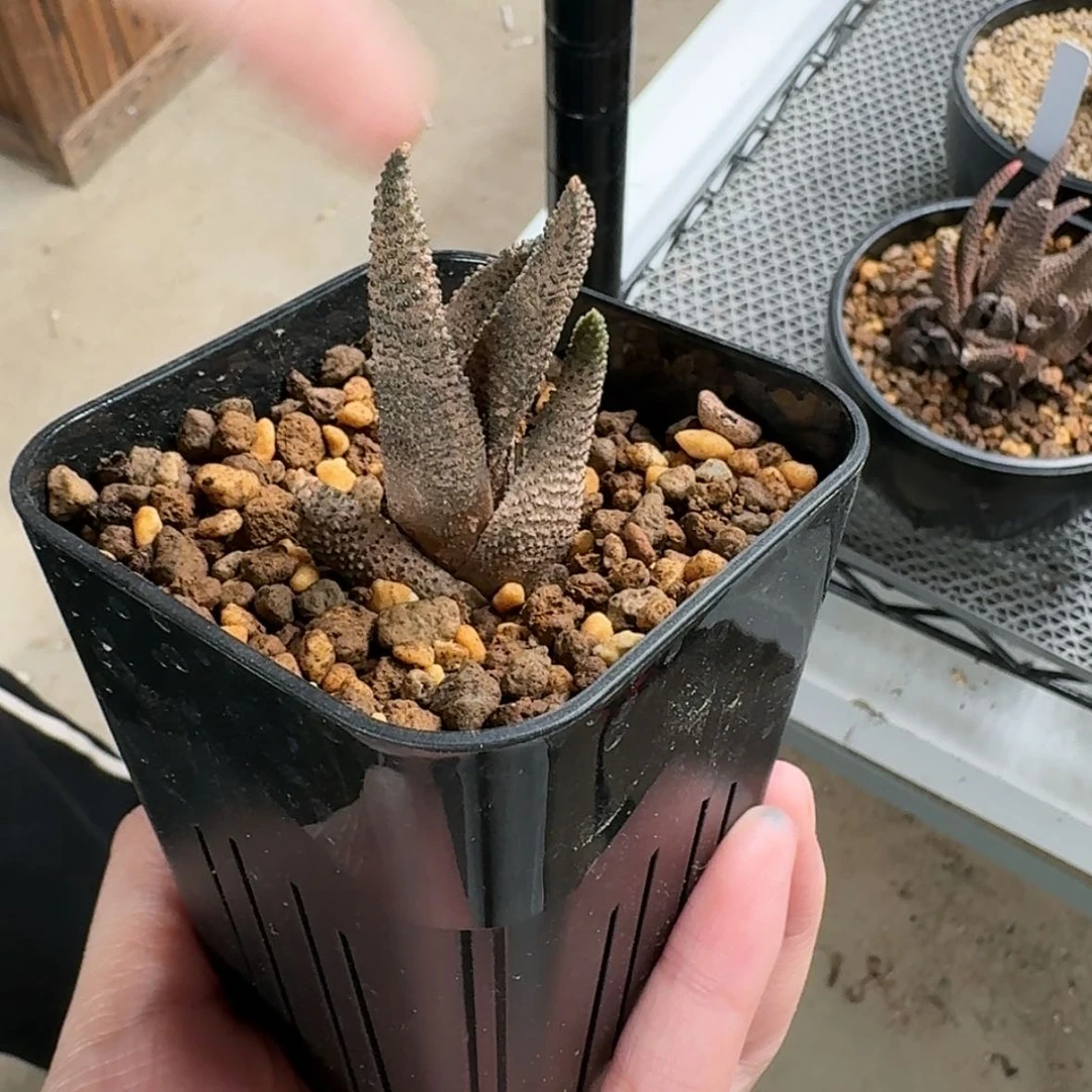 【闪购商品】黑风车呵呵呵呵