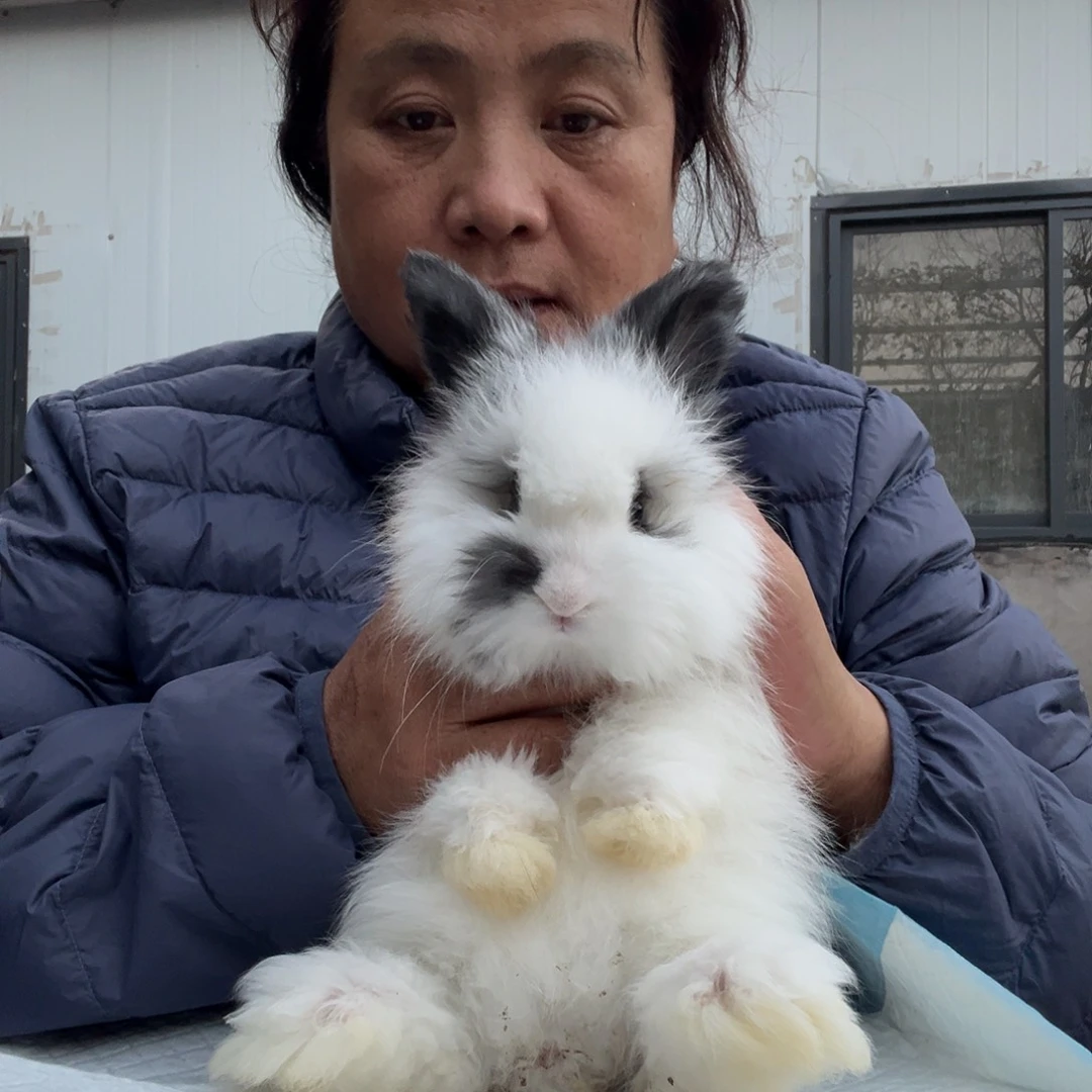双血统英系安拉兔子