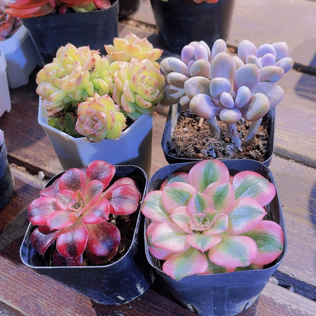 如图四盆111111111