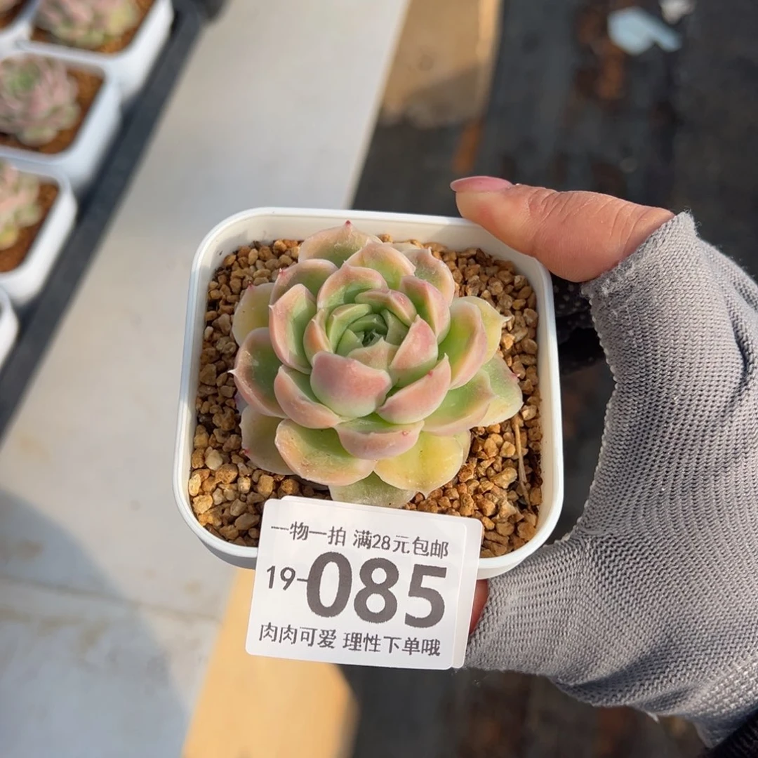 水晶虾饺多肉多肉多肉多肉多肉