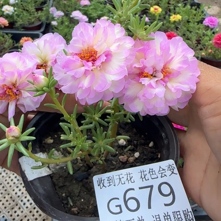 无花朵G679超小苗盆口10cm可能有虫