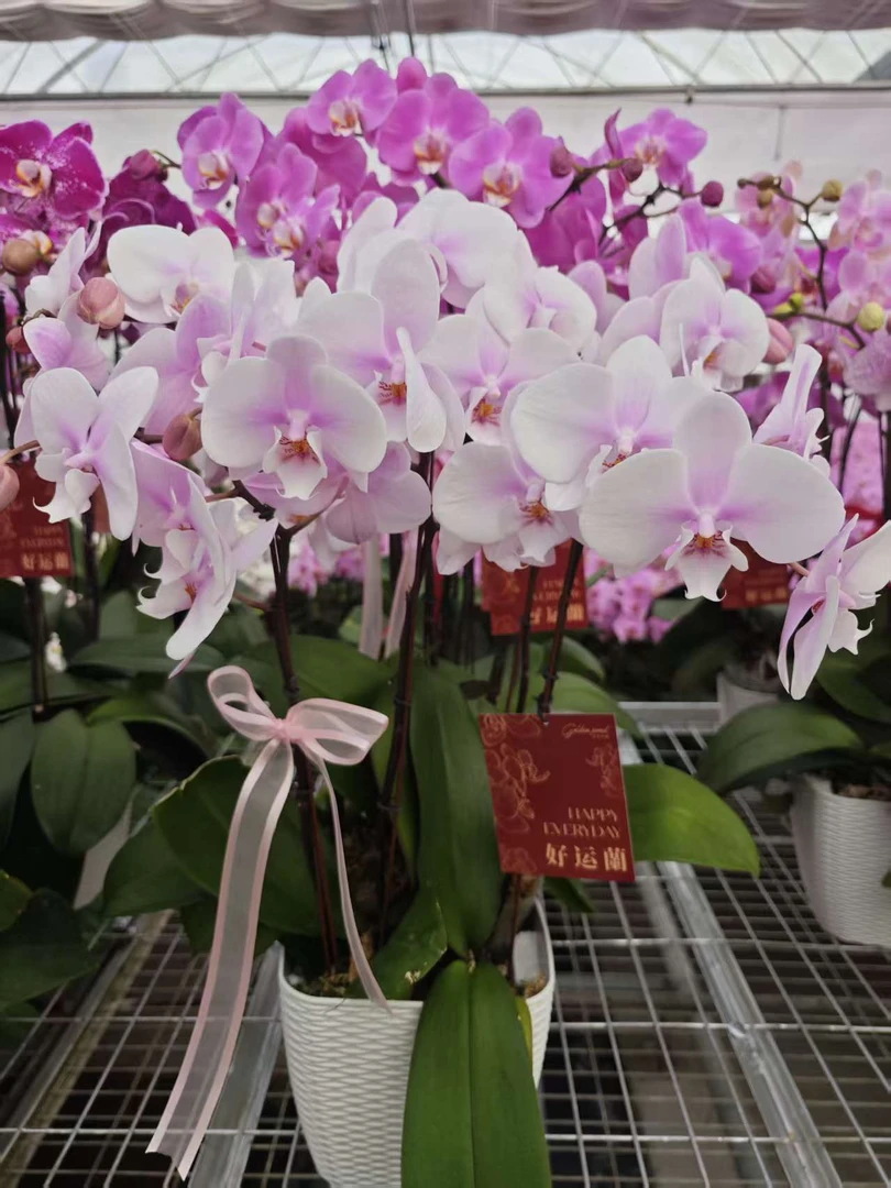 金色池塘  蝴蝶兰【精美组盆系列】圣诞节带花室内乔迁开业礼物