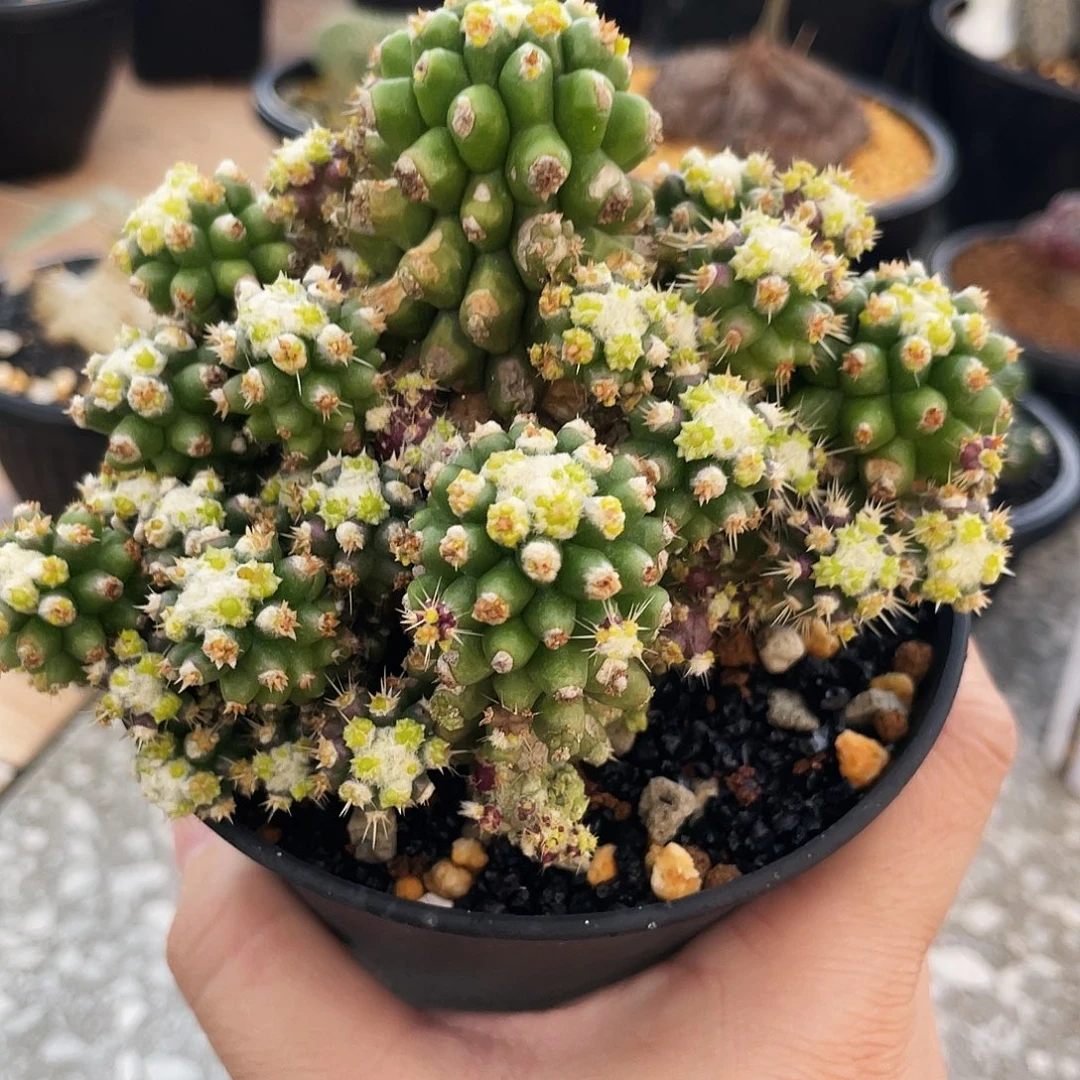 变异金琥泉老庄666666666