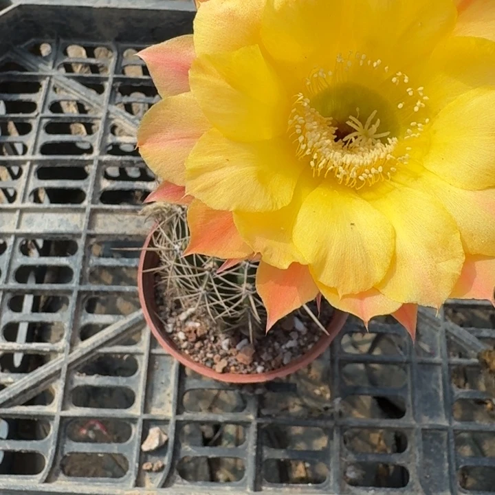 277彩草根掰花脱土发货斑，20包邮