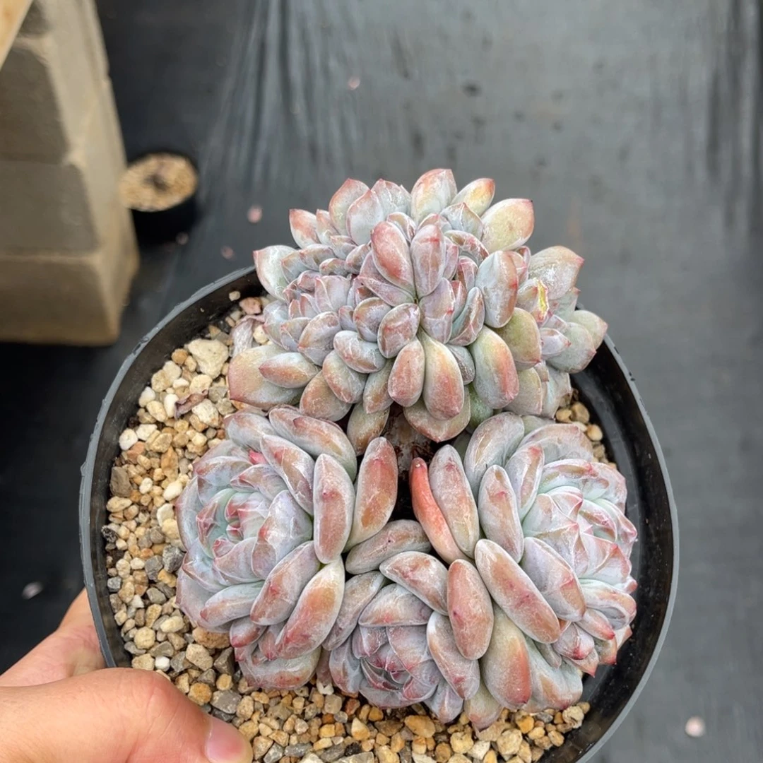 一物一拍不支持退换