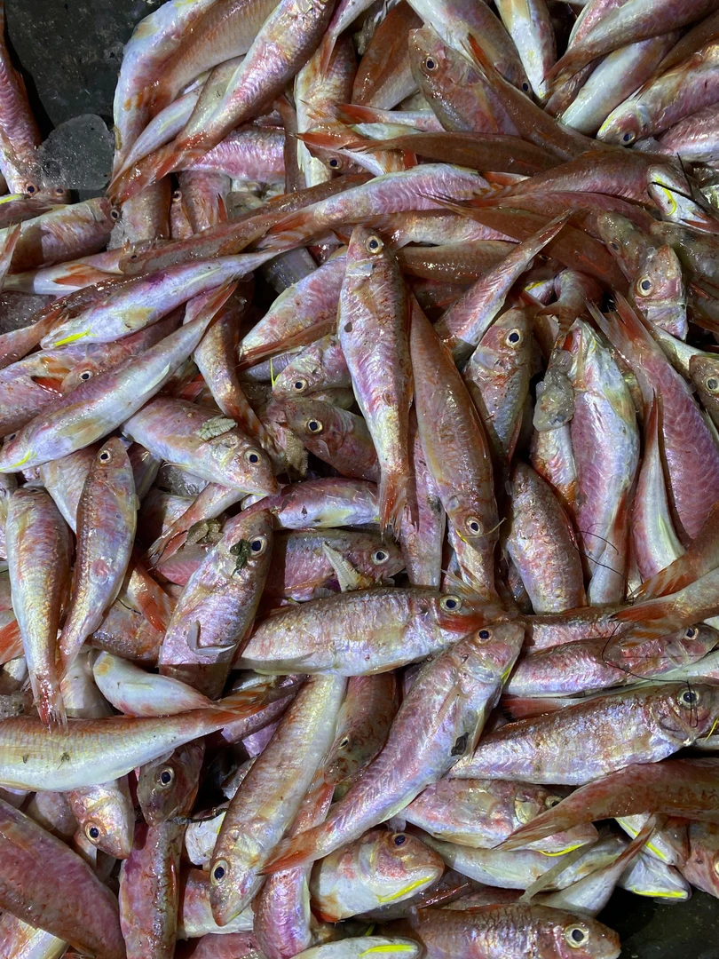 【神武】红鱼 甲子港码头鲜鱼