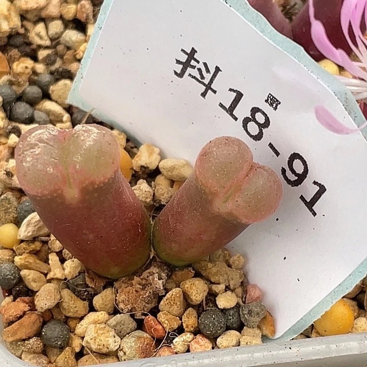 18-91肉锥风铃多肉植物