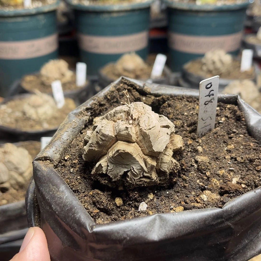 048南非块根龟甲龙