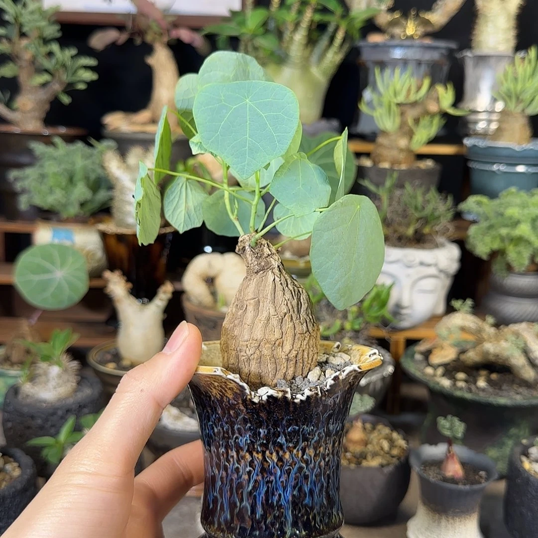 一物一拍老家龙甲龟230