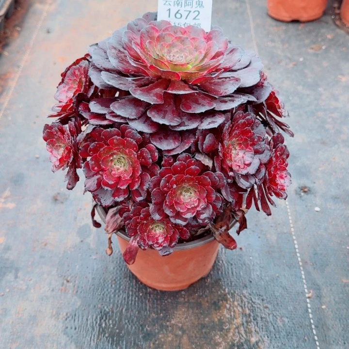 1672号啊啊啊啊啊