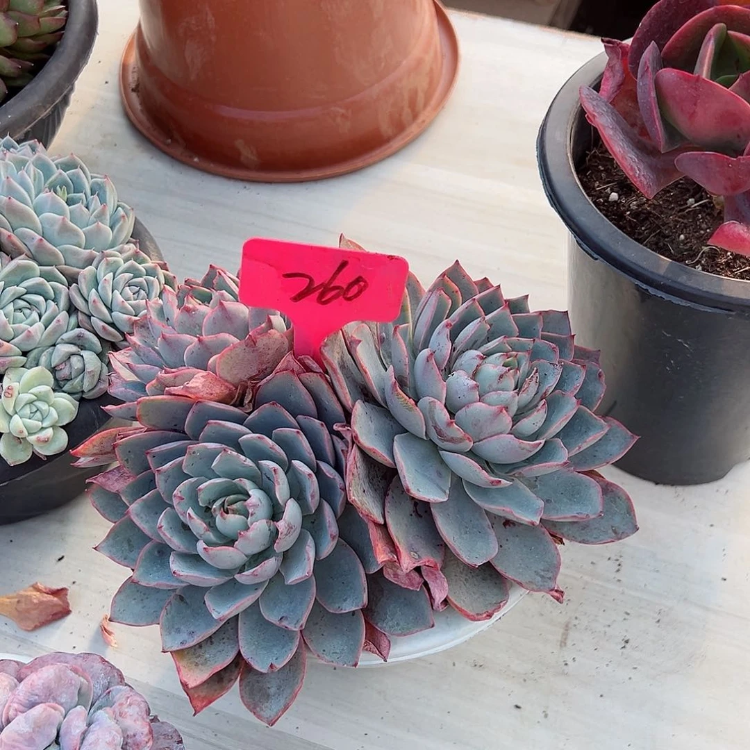 邹260赫拉多肉植物