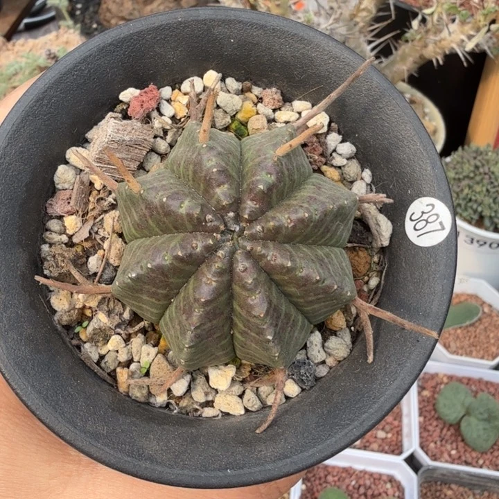 实生法利达（满28包邮）