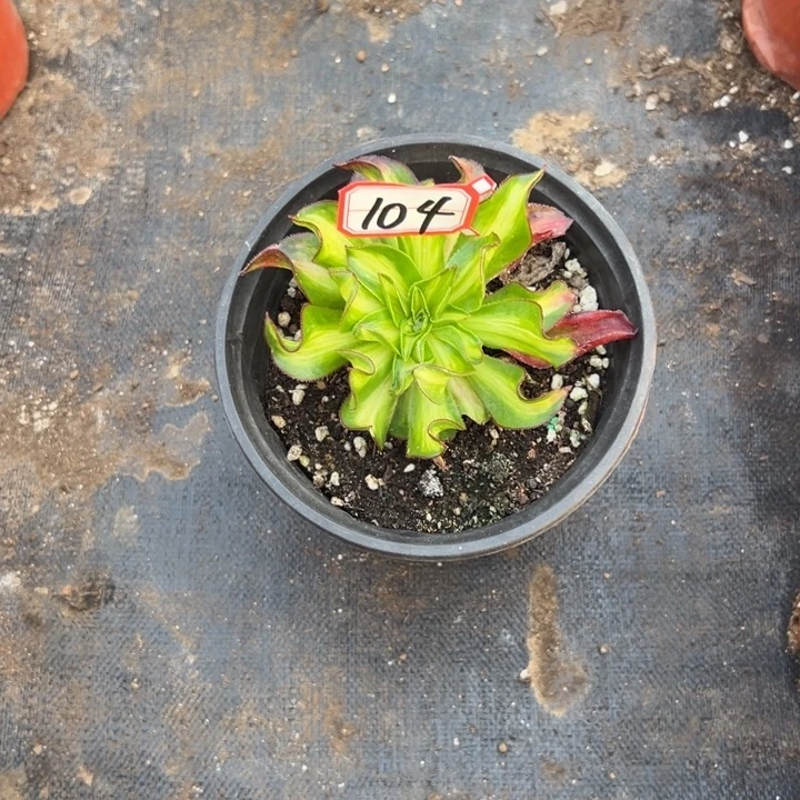 一***你多肉植物104不售后