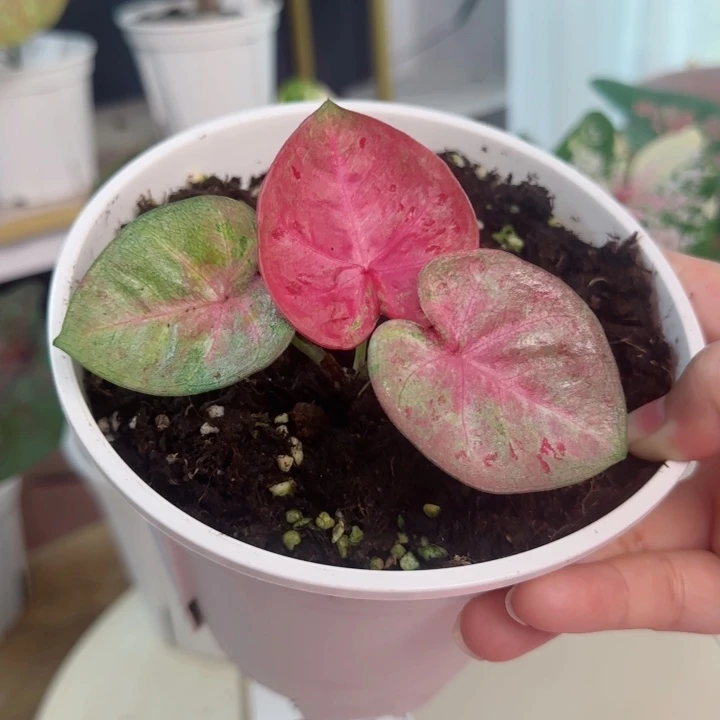 无花朵泰彩芭提雅小苗Q4786