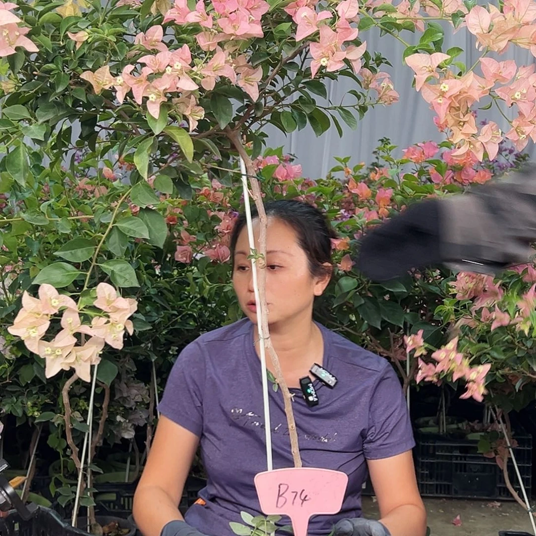 圆***圈大部分花苞少量开放B74卡亚塔