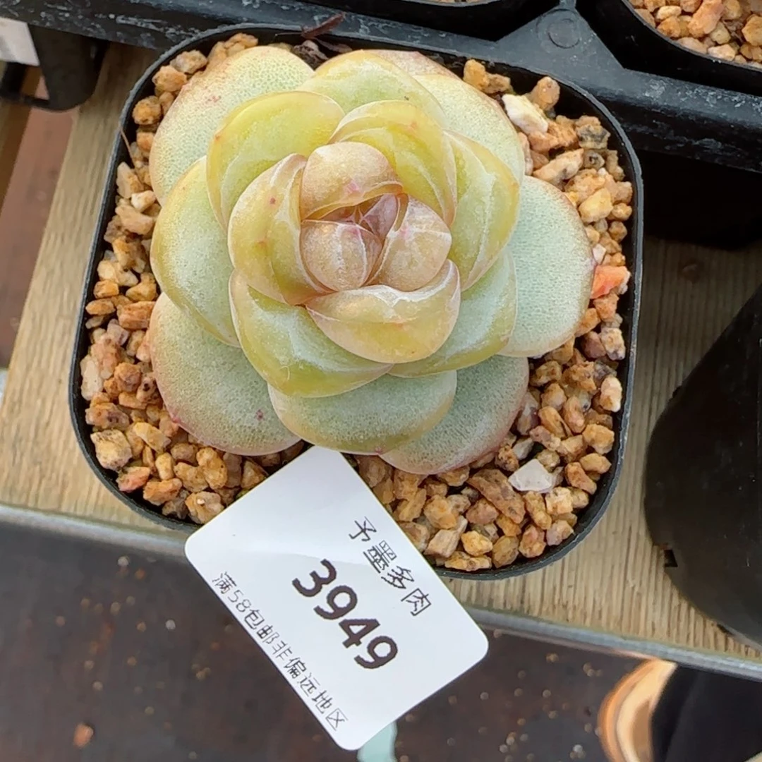 *️****月白珍妮，3949多肉植物