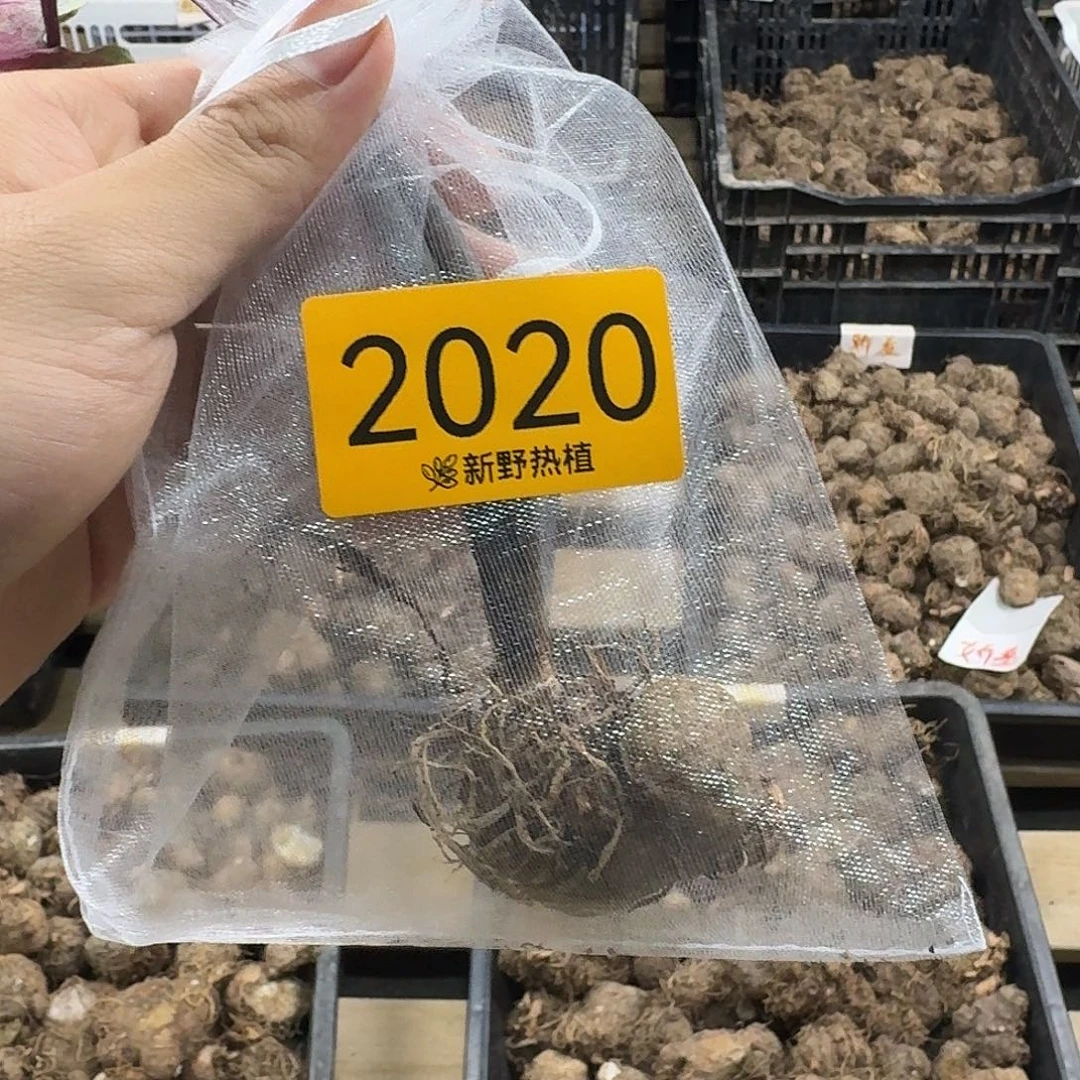 完全开放2020热浪裸球不售后