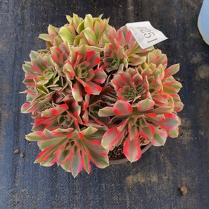 251粉女巫多肉缀化