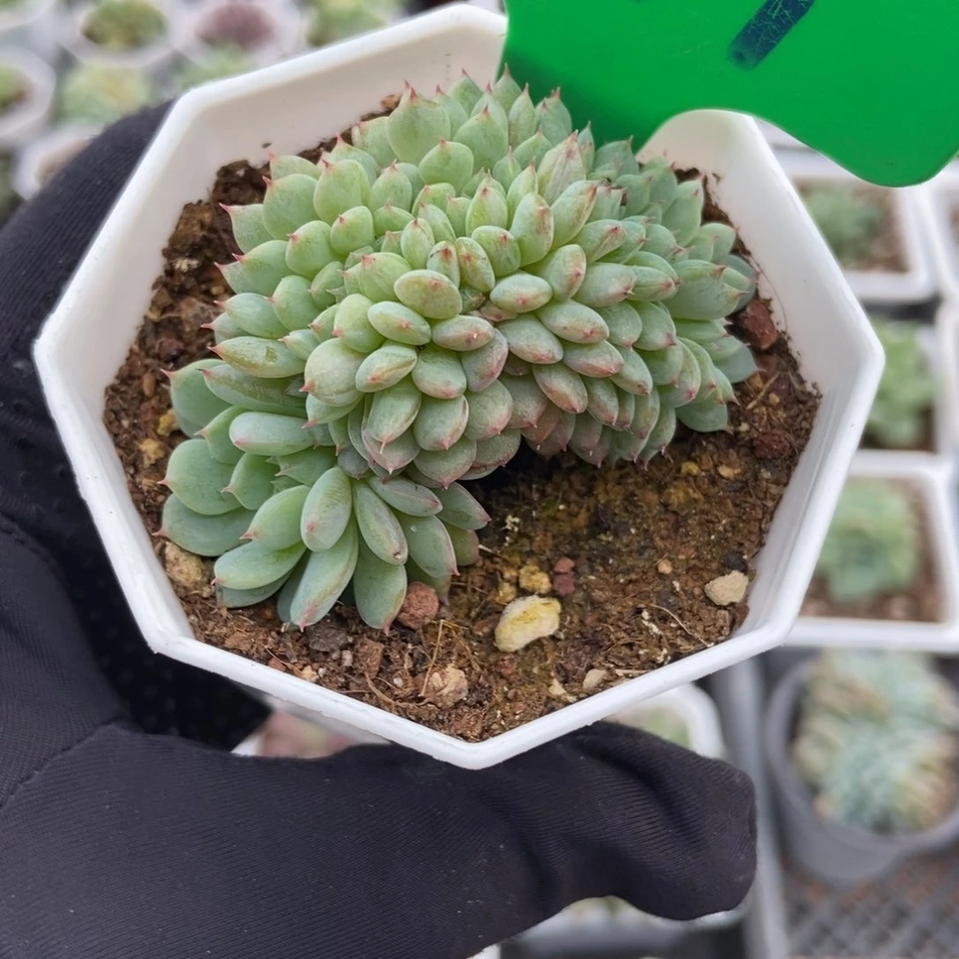 811白胖子缀多肉植物