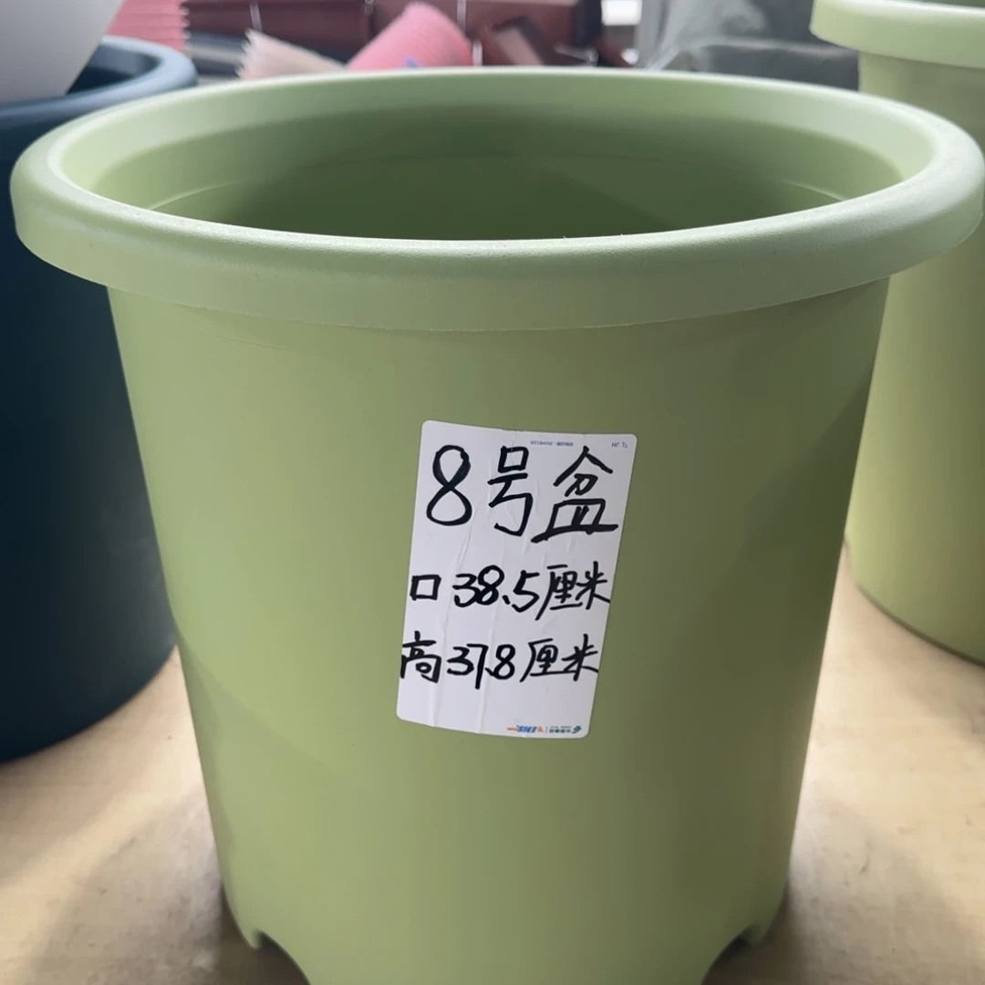 塑料四季8号果绿3个无托