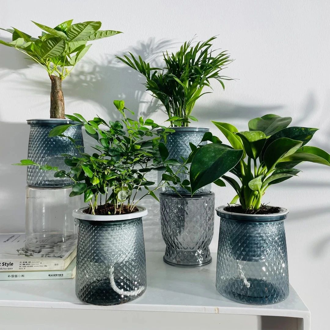 【买三送一】水培植物绿植客厅四件套发财树袖珍椰子金钻九里香