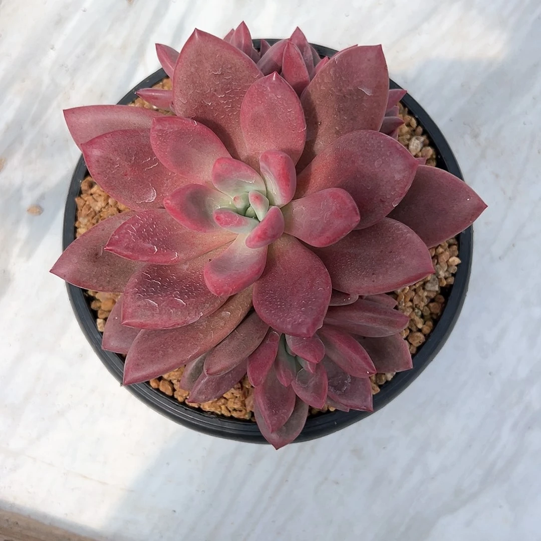 【闪购商品】赫飞鱼手捧