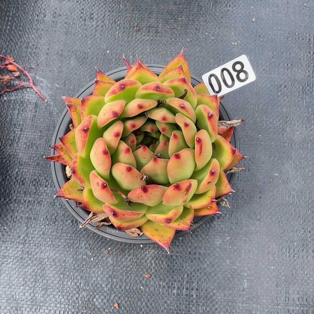 若如东云组拍008