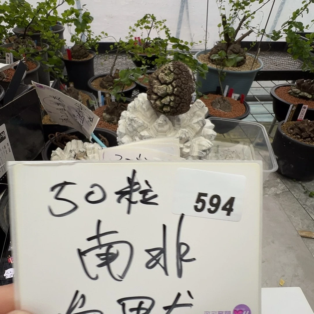 多肉植物专拍植物不退换 一物一拍 594