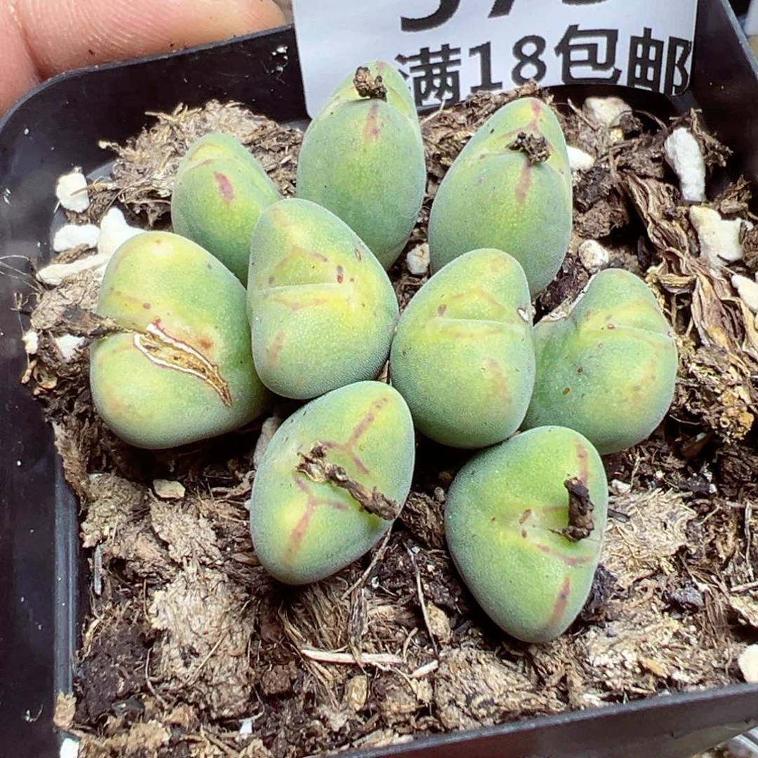 【闪购商品】 573。