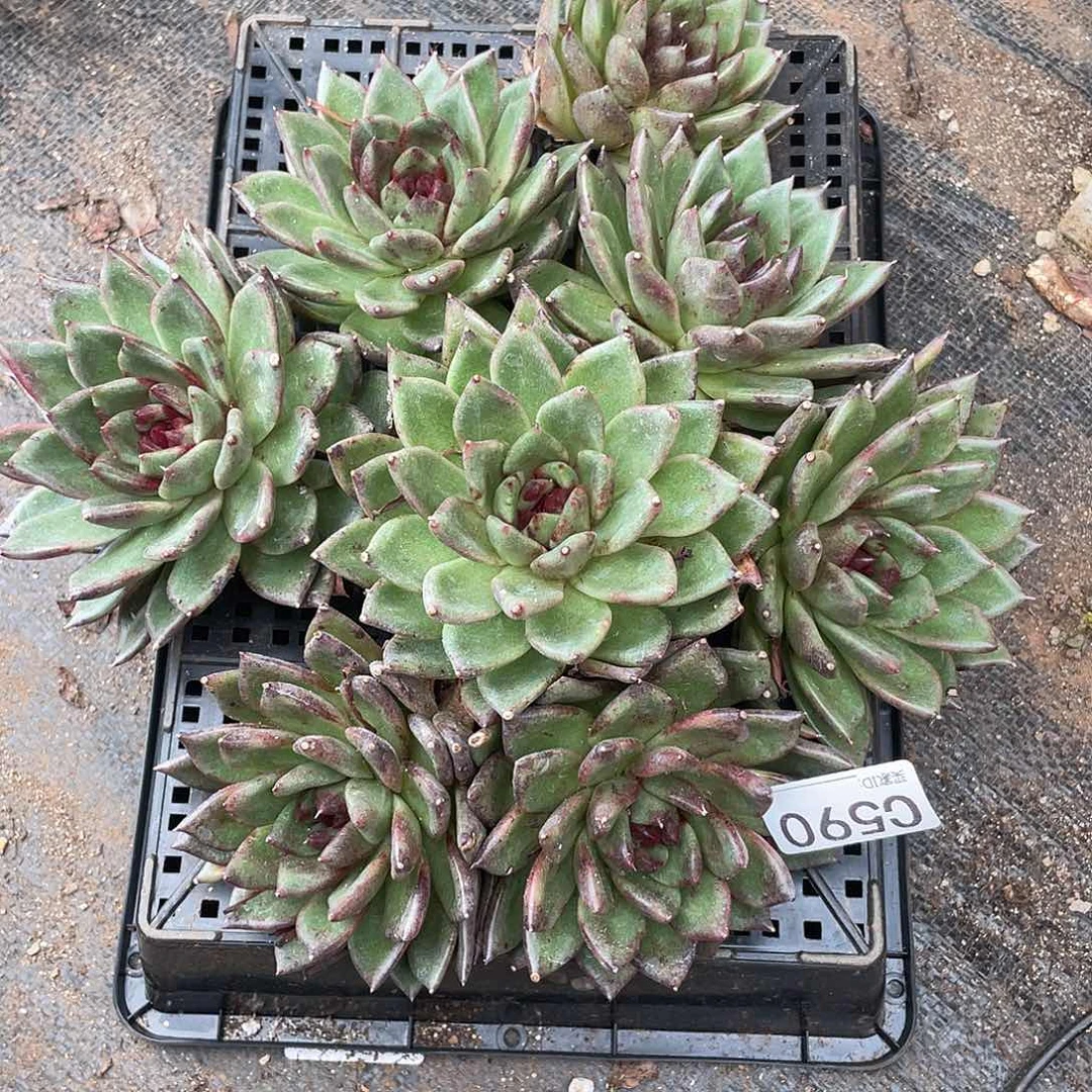 若如东云单拍C590
