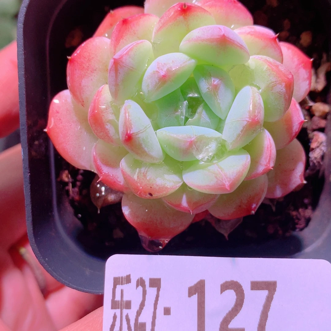 乐然27-127 白桃汽水