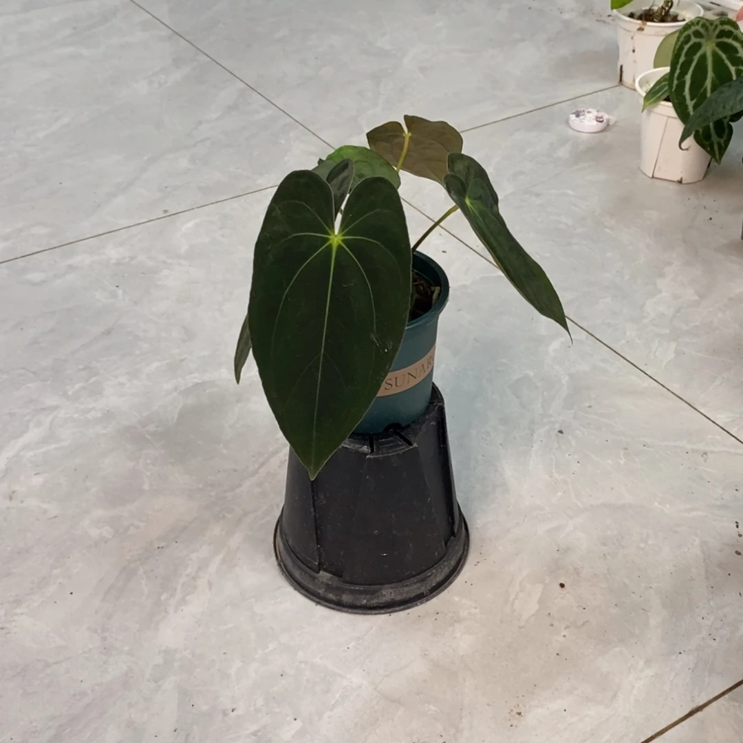 不开花植物42 加通湖Papi