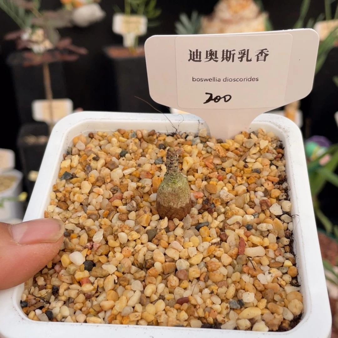 无花朵迪奥斯乳香实生株 2 年的