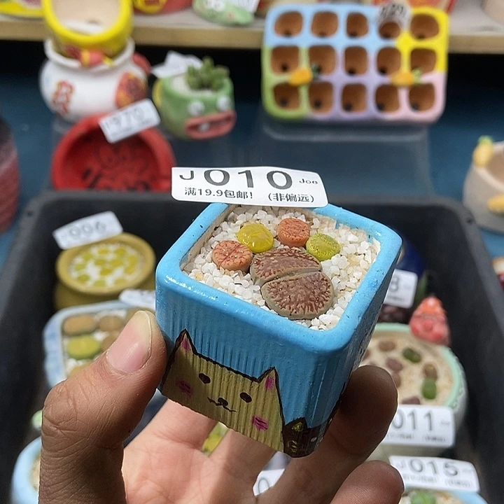 010大舅生石花肉锥