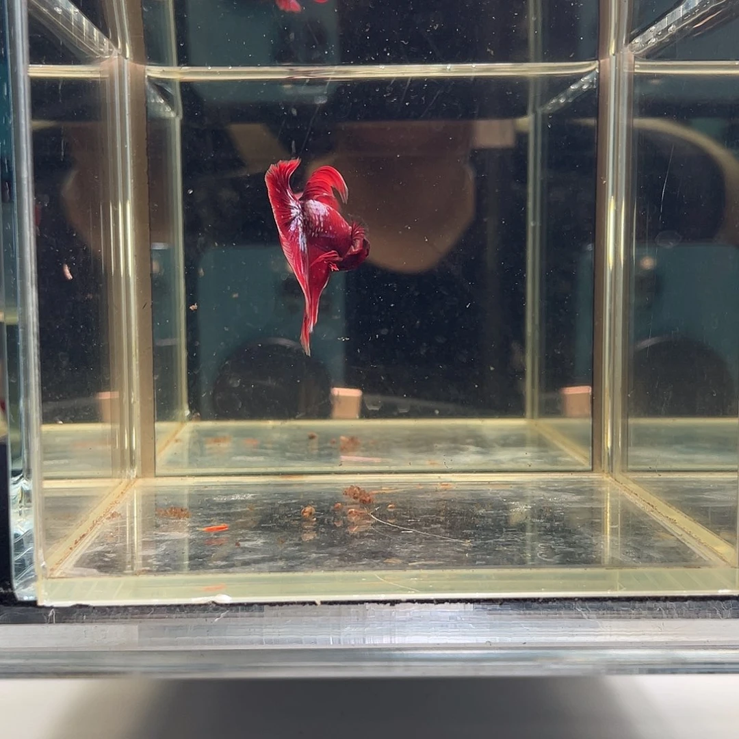 斗鱼九月十日竞价