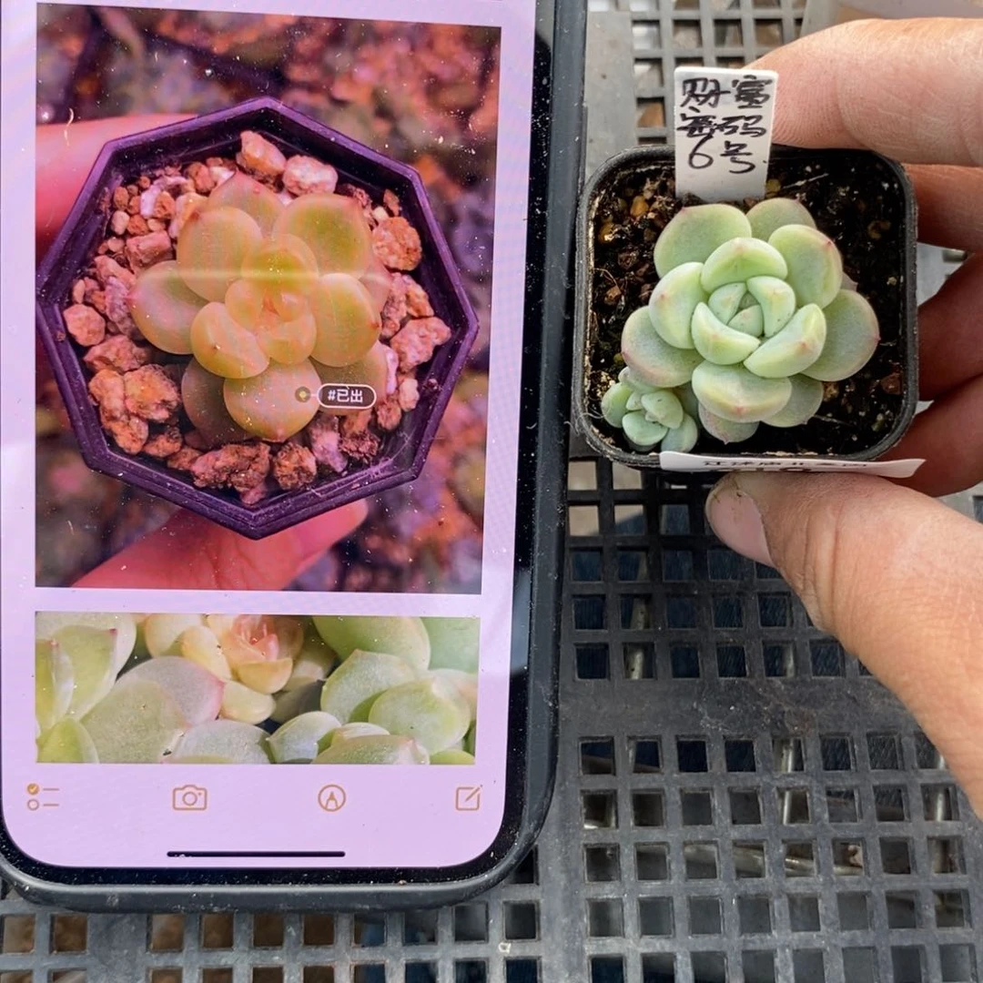 标签616财富密码6号原盆土