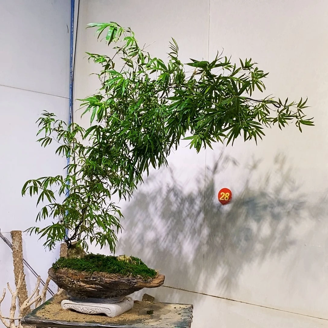 无花朵小叶簕竹一物一拍