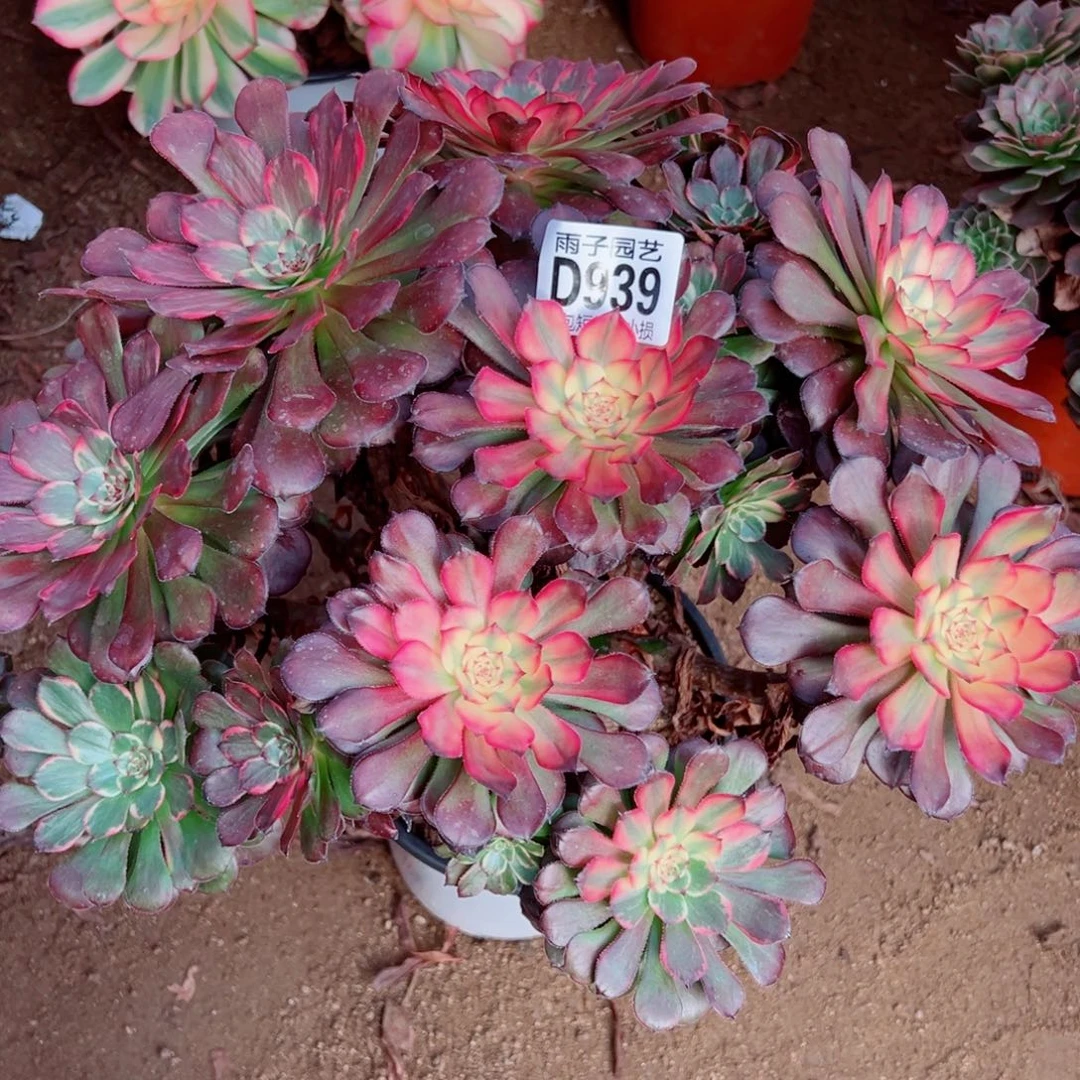 939颜花雨子多肉植物