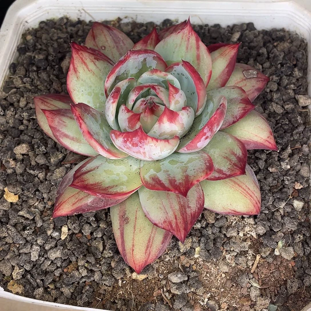 惊鸿一物一拍28包邮非偏远