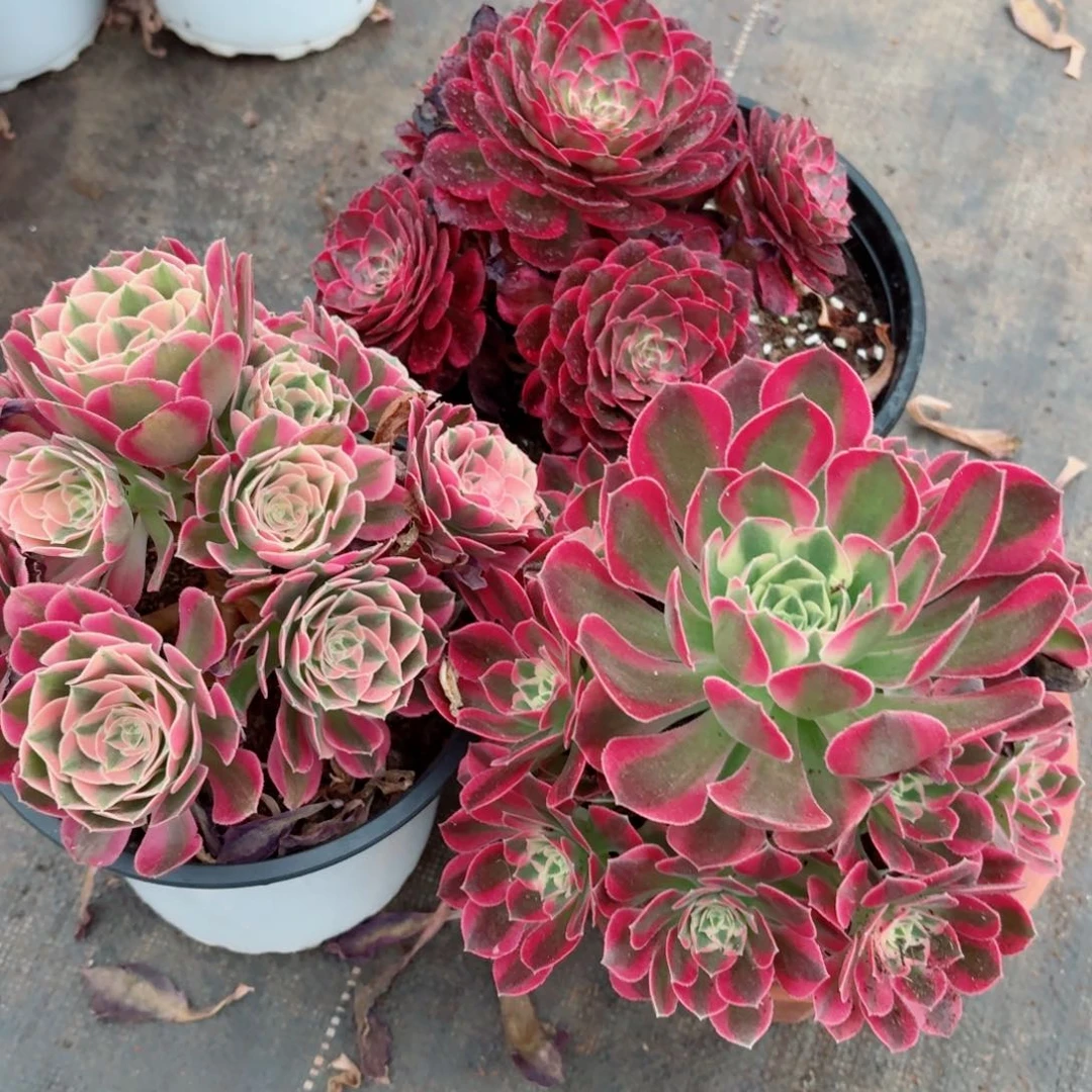 赤子心+粉女巫+粉水晶小捧花多肉法师量拍