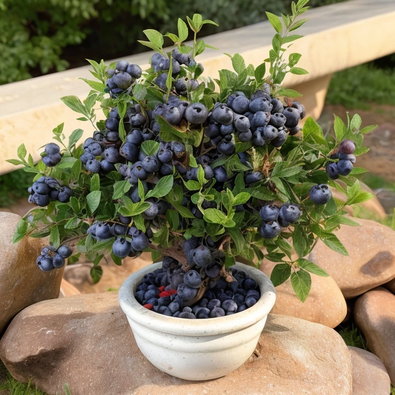 云南蓝莓树苗带果发货果树苗蓝莓苗大果纯甜直播带盆带花带果苗木