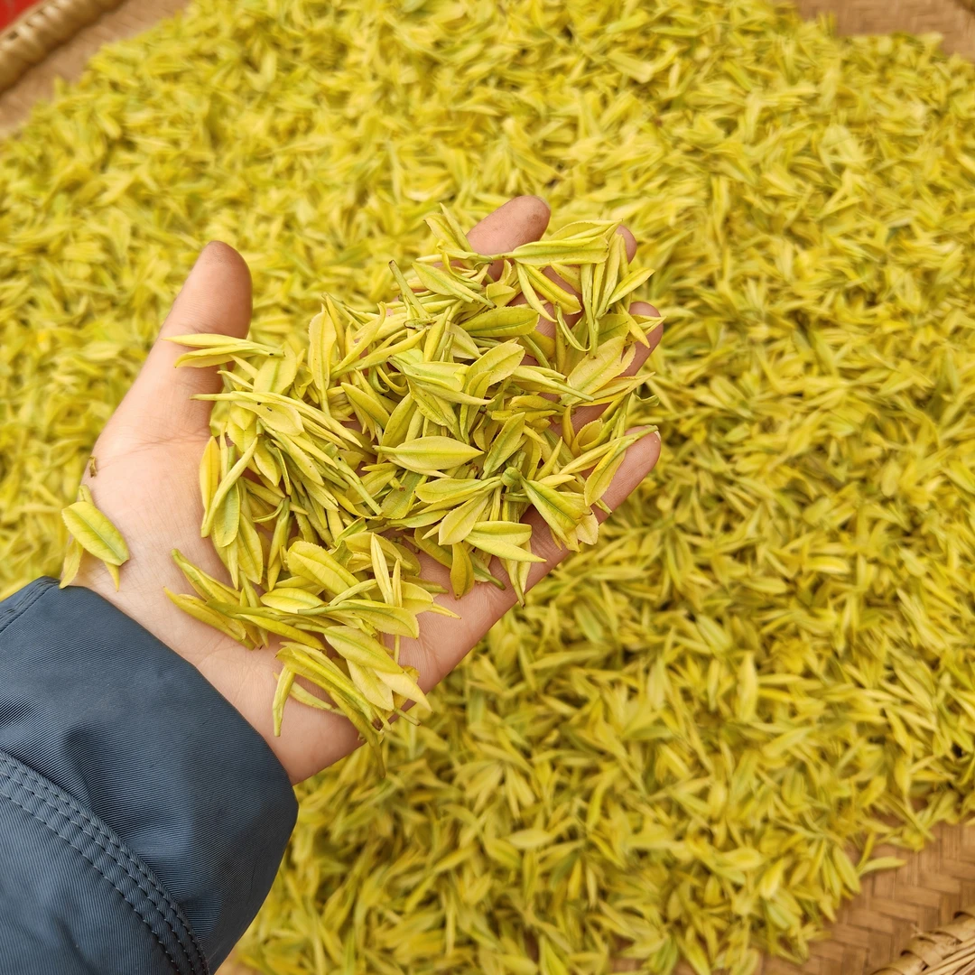 2024黄金芽头春头采一芽一叶