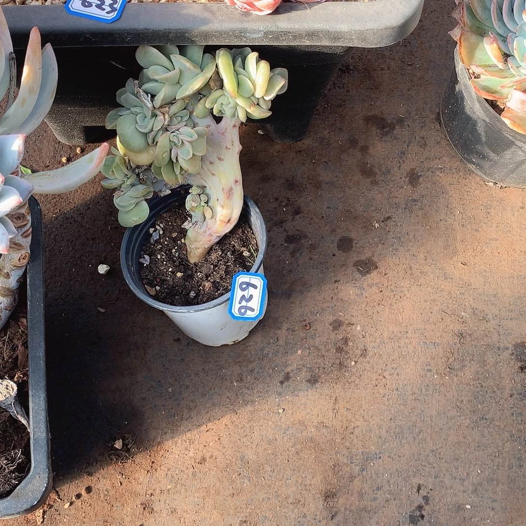 626可爱玫瑰 一物一拍多肉