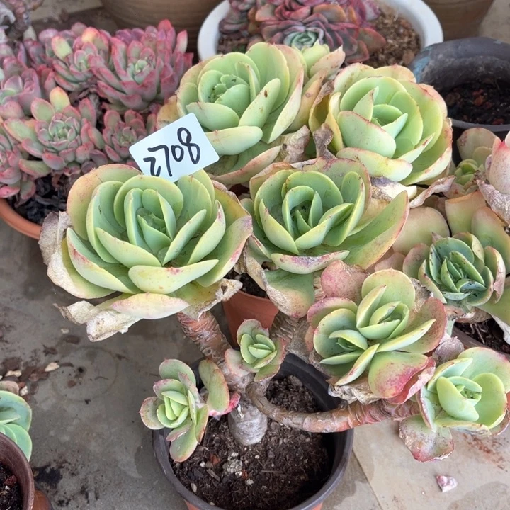 往***～2708鸡蛋碧桃