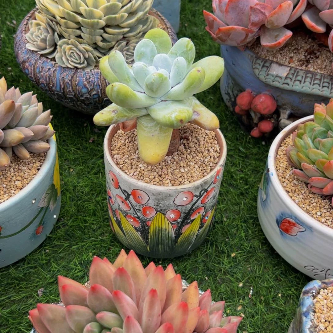 乐***妈单头拇指仙女杯带盆