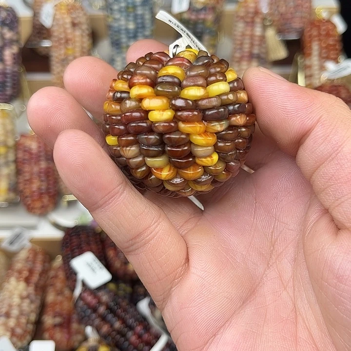 毒***号中国大陆小玉米40