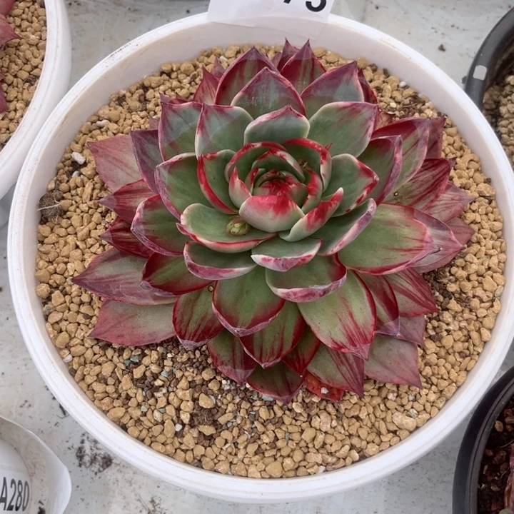 静***开惊鸿仙子多肉植物A273